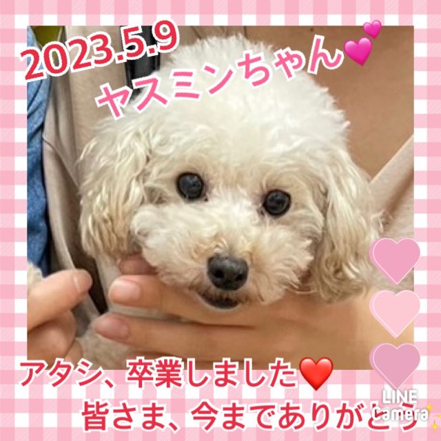 ★ヤスミン★2023,5,1ー2023,5,9【保護犬カフェ天神橋店】